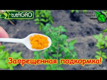 Эта подкормка ЗАПРЕЩЕНА! Даже 1 ложка лишит вас УРОЖАЯ и отнимет весь ваш труд 