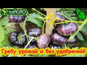 ТОМАТЫ и ОГУРЦЫ ВООБЩЕ БЕЗ УДОБРЕНИЙ? Да! Вместо минеральных удобрений используйте эти средства.