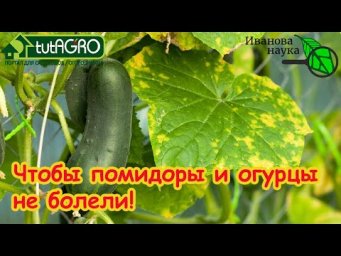 ИЗБАВЬТЕСЬ ОТ БОЛЕЗНЕЙ У РАССАДЫ и В ТЕПЛИЦЕ! Обеззараживание почвы! Вирусы - угроза урожаю!