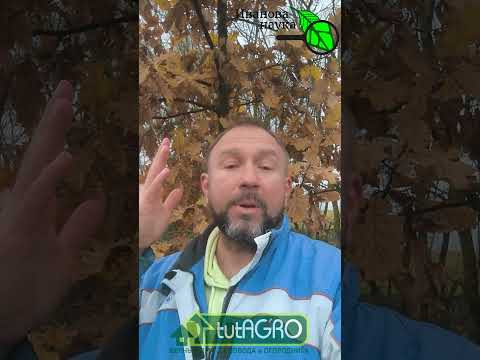 Соседи используют дубовые листья, а вы нет? Вот что вы упускаете! БЕЗ ХИМИИ: эти листья заменят яды. Соседи используют дубовые листья, а вы нет? Вот что вы упускаете! БЕЗ ХИМИИ: эти листья заменят яды.