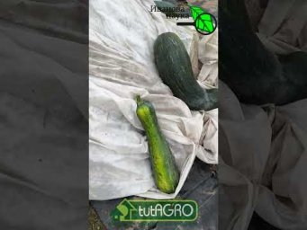 БЕЗ ПОГРЕБА, ПОДВАЛА и ХОЛОДИЛЬНИКА! Хранение овощей прямо на улице!