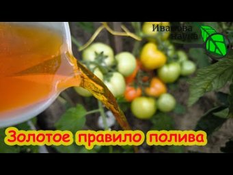 2 ЗОЛОТЫХ ПРАВИЛА ПОЛИВА ТОМАТА. Никогда не поливайте томат в это время - можете лишиться урожая.