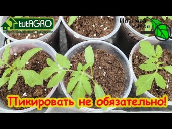 ЗАБЛУЖДЕНИЯ О ПИКИРОВКЕ РАССАДЫ. Нужна ли пикировка? Как обойтись без пикировки. Что она дает?