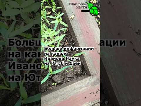 САМАЯ ЛУЧШАЯ СХЕМА ПОСАДКИ ЧЕСНОКА. Чеснок вырастает крупный и здоровый. Как посадить чеснок. САМАЯ ЛУЧШАЯ СХЕМА ПОСАДКИ ЧЕСНОКА. Чеснок вырастает крупный и здоровый. Как посадить чеснок.