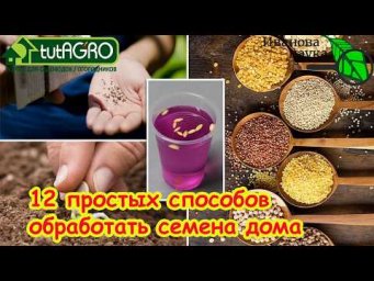 НИКТО ТАКОГО НЕ ОЖИДАЛ! Чем ОБЕЗЗАРАЖИВАТЬ СЕМНА перед посевом: 12 способов от болезней.