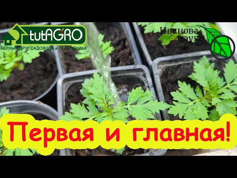 САМАЯ ГЛАВНАЯ ПОДКОРМКА РАССАДЫ ПОСЛЕ ПИКИРОВКИ! Подкормите рассаду и она будет крепкая и сильная!