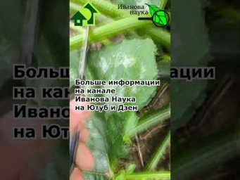Срочно удалите это у кабачка и он завалит вас урожаем!