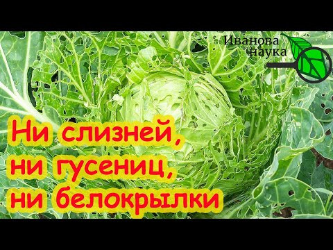 СУПЕР СРЕДСТВО ОТ ВРЕДИТЕЛЕЙ БЕЗ ХИМИИ. Шпаргалка как побороть белокрылку в теплице и огороде. СУПЕР СРЕДСТВО ОТ ВРЕДИТЕЛЕЙ БЕЗ ХИМИИ. Шпаргалка как побороть белокрылку в теплице и огороде.