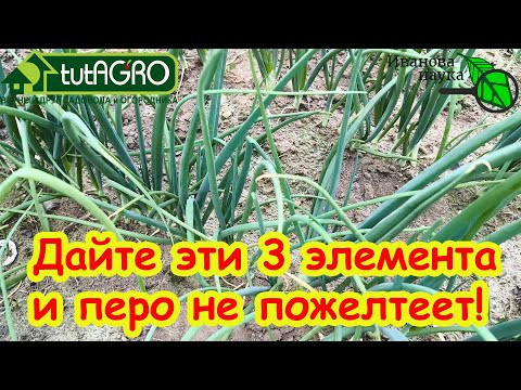 ЧЕМ ПОДКОРМИТЬ ЛУК ЛЕТОМ? От этой простой подкормки репка крепкая, шейка тонкая, лежкость отличная!