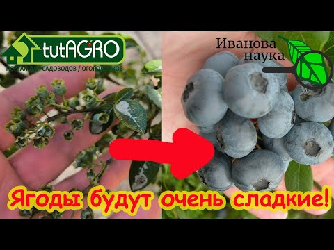 ЧЕМ КИСЛЕЕ, ТЕМ СЛАЩЕ! Всего 1 подкормка голубики даст море урожая сладких насыщенных вкусом ягод.
