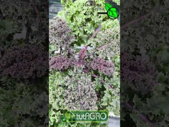 ЭТА КАПУСТА - ПРОСТО ЧУДО! Как правильно употреблять листовую капусту? Капуста РЕДБОР F1 Bejo.