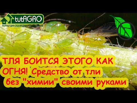 ОТ ТЛЕЙ, ГУСЕНИЦ, ПРОВОЛОЧНИКА и МЕДВЕДКИ - МЕТАРИЗИН СВОИМИ РУКАМИ. Наращивание Метаризиума дома. ОТ ТЛЕЙ, ГУСЕНИЦ, ПРОВОЛОЧНИКА и МЕДВЕДКИ - МЕТАРИЗИН СВОИМИ РУКАМИ. Наращивание Метаризиума дома.