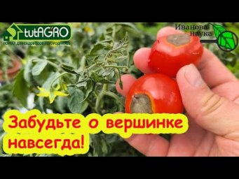 ЗАБУДЬТЕ О ВЕРШИННОЙ ГНИЛИ! Положите это в лунку при высадке рассады и вершинная гниль не появится.