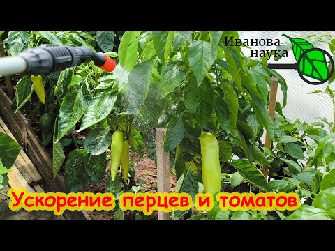 УСКОРЯЕМ СОЗРЕВАНИЕ ТОМАТОВ и ПЕРЦЕВ НА КУСТАХ. Секрет созревания на кустУ. Томаты покраснеют быстро