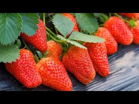 Урожай клубники ВЁДРАМИ уже на будущий год. Размножение земляники. Рассада лучше чем в питомнике. Урожай клубники ВЁДРАМИ уже на будущий год. Размножение земляники. Рассада лучше чем в питомнике.
