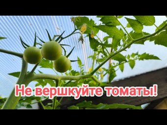 ТОМАТЫ СОЗРЕЮТ В 3 РАЗА БЫСТРЕЕ с кормовым пасынком!