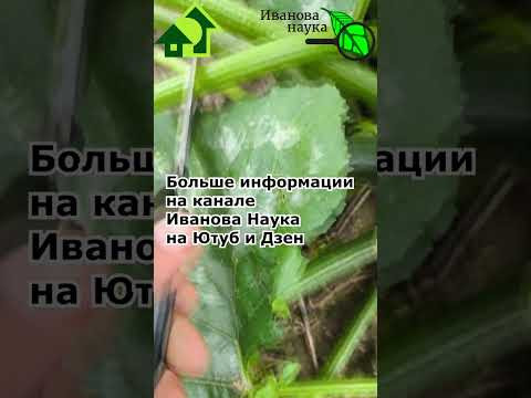 Срочно удалите это у кабачка и он завалит вас урожаем! Срочно удалите это у кабачка и он завалит вас урожаем!