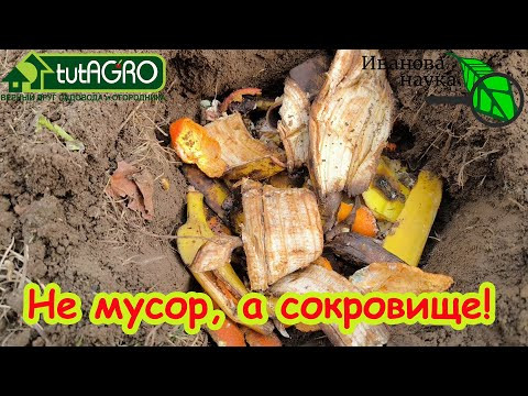 НЕ МУСОР, А СОКРОВИЩЕ! 3 горсти под куст и смородина вырастет крупнее вишни и слаще сахара! НЕ МУСОР, А СОКРОВИЩЕ! 3 горсти под куст и смородина вырастет крупнее вишни и слаще сахара!