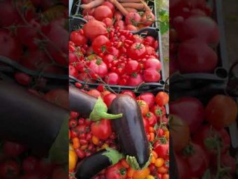Томаты завалили урожаем! Вот такой урожай томатов. И это одни из многих урожайных выходных.