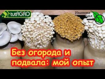 Я в ШОКЕ! КИЛОГРАММЫ грибов в неделю прямо В БАНКЕ! Грибы НА ПОДОКОННИКЕ может вырастить каждый!