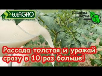 ЭТИ АМИНОКИСЛОТЫ ТВОРЯТ ЧУДЕСА: 1 КАПЛЯ и РАССАДА НЕ ВЫТЯГИВАЕТСЯ! Даже дохлая станет красавицей!