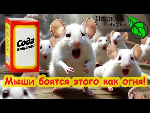 ИЗБАВЬТЕСЬ В ДОМЕ ОТ МЫШЕЙ и КРЫС БЕЗ ПРИМАНОК, ЯДОВ и ДОХЛЫХ ВОНЯЮЩИХ ТЕЛ. Мыши убегают кто куда. ИЗБАВЬТЕСЬ В ДОМЕ ОТ МЫШЕЙ и КРЫС БЕЗ ПРИМАНОК, ЯДОВ и ДОХЛЫХ ВОНЯЮЩИХ ТЕЛ. Мыши убегают кто куда.