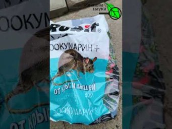 Какая приманка лучше от мышей? Что выбрать: зерно или тесто?