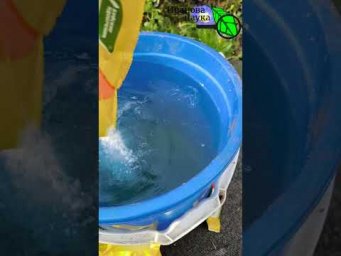ТАКАЯ ПОДКОРМКА ХВОЙНЫХ СДЕЛАЕТ РАСТЕНИЯ ЕЩЕ КРАСИВЕЕ и ЗДОРОВЕЕ!