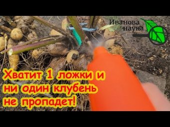 НЕ САЖАЙТЕ МУСОР и ГНИЛЬ! Сажайте материал ВЫСШЕГО сорта! Как правильно хранить клубни георгин.