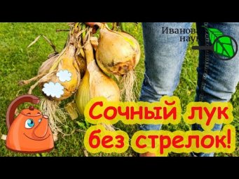 КАК ВЫРАСТИТЬ КРУПНЫЙ СОЧНЫЙ ЛУК БЕЗ СТРЕЛОК.