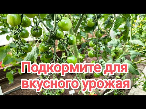 ПОДКОРМКА ДЛЯ САМЫХ ВКУСНЫХ ПОМИДОРОВ. Чем подкормить во время налива для вкуса, цвета и аромата. ПОДКОРМКА ДЛЯ САМЫХ ВКУСНЫХ ПОМИДОРОВ. Чем подкормить во время налива для вкуса, цвета и аромата.