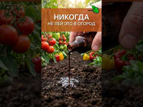 ЭТОТ РАСТВОР УБИВАЕТ ВАШ ОГОРОД! ОПАСНЫЙ совет из интернета, который губит ваши участки ЭТОТ РАСТВОР УБИВАЕТ ВАШ ОГОРОД! ОПАСНЫЙ совет из интернета, который губит ваши участки