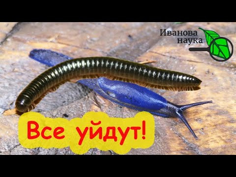СЛИЗНИ, КИВСЯКИ и МОКРИЦЫ УЙДУТ и НЕ ВЕРНУТСЯ, если добавите в почву это удобрение! СЛИЗНИ, КИВСЯКИ и МОКРИЦЫ УЙДУТ и НЕ ВЕРНУТСЯ, если добавите в почву это удобрение!