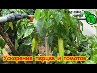 УСКОРЯЕМ СОЗРЕВАНИЕ ТОМАТОВ и ПЕРЦЕВ НА КУСТАХ. Секрет созревания на кустУ. Томаты покраснеют быстро