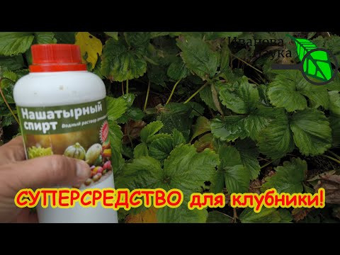 НАШАТЫРНЫЙ СПИРТ - СУПЕРСРЕДСТВО ДЛЯ ЗЕМЛЯНИКИ. СРОЧНО ПОДКОРМИТЕ КЛУБНИКУ! УРОЖАЙ В 3 РАЗА БОЛЬШЕ!