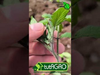 САМАЯ ПЕРВАЯ и ГЛАВНАЯ ПОДКОРМКА РАССАДЫ после высадки: рецепт раствора, сроки и дозы.
