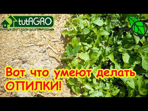 ВОТ ЧТО УМЕЮТ ДЕЛАТЬ ОБЫКНОВЕННЫЕ... ОПИЛКИ! Не осталось ни одного сорняка! Забудьте о прополке! ВОТ ЧТО УМЕЮТ ДЕЛАТЬ ОБЫКНОВЕННЫЕ... ОПИЛКИ! Не осталось ни одного сорняка! Забудьте о прополке!