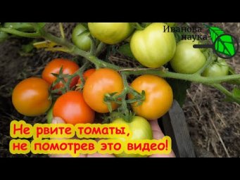 НЕ ТОРОПИТЕСЬ РВАТЬ ТОМАТЫ! Сперва узнайте, когда это лучше всего делать. Томаты без трещин.