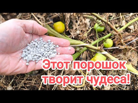 Посыпаю ботву этим порошком и она расползается на глазах! УДОБРЕНИЯ И ПРЕПАРАТЫ БОЛЬШЕ НЕ ПОКУПАЙТЕ! Посыпаю ботву этим порошком и она расползается на глазах! УДОБРЕНИЯ И ПРЕПАРАТЫ БОЛЬШЕ НЕ ПОКУПАЙТЕ!