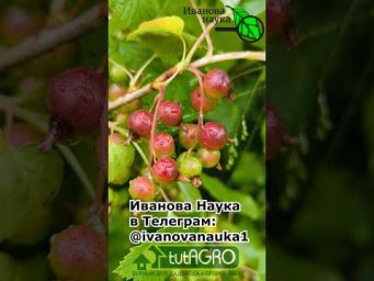 Крупная вишня и сладкий крыжовник: особая подкормка для сочных ягод и плодов!