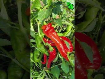 Большие проблемы у Ивановой науки. Иван Русских снимает не свой огород.