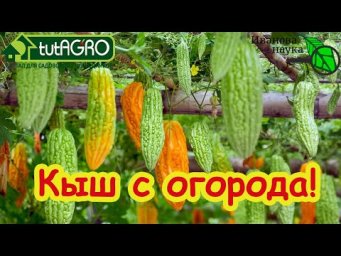 Море усилий и ноль урожая: больше не буду сажать их в огороде. Эти семена - пустая трата денег!