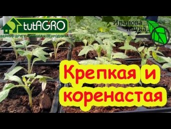 РАССАДА ПРЁТ ВВЕРХ? Тормозим рассаду натуральным методом. Как остановить вытягивание рассады.