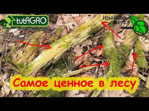 БИОПРЕПАРАТЫ ИЗ ЛЕСА! Что можно найти полезного в лесу для сада и огорода. Где искать триходерму. БИОПРЕПАРАТЫ ИЗ ЛЕСА! Что можно найти полезного в лесу для сада и огорода. Где искать триходерму.
