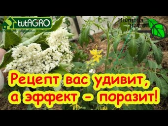 В 10 РАЗ БОЛЬШЕ ПОЛЬЗЫ ОТ УДОБРЕНИЙ И ПРЕПАРАТОВ! Просто сделайте сами этот СУПЕР настой из листьев.