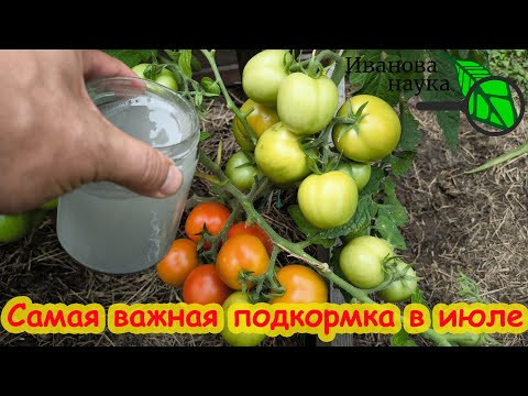 СРОЧНО дайте это в ИЮЛЕ ТОМАТАМ, ОГУРЦАМ, ПЕРЦАМ и они сразу обильно заплодоносят! Повысит урожай! СРОЧНО дайте это в ИЮЛЕ ТОМАТАМ, ОГУРЦАМ, ПЕРЦАМ и они сразу обильно заплодоносят! Повысит урожай!