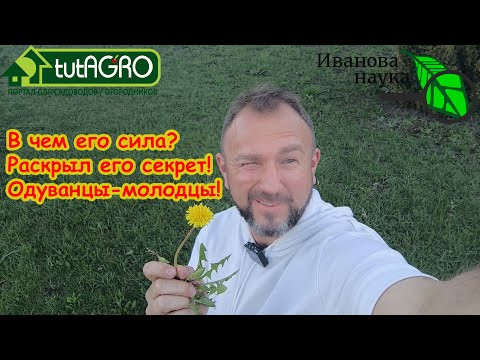 ОДУВАНЧИК - САМЫЙ ПОЛЕЗНЫЙ СОРНЯК В МИРЕ! Почему надо рвать одуванчики. Настой из одуванчиков. ОДУВАНЧИК - САМЫЙ ПОЛЕЗНЫЙ СОРНЯК В МИРЕ! Почему надо рвать одуванчики. Настой из одуванчиков.