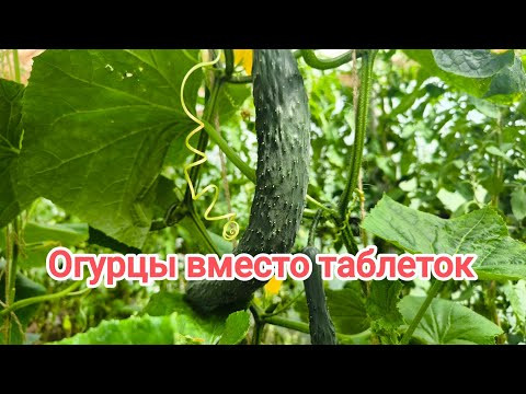 ЧТО БУДЕТ С ОРГАНИЗМОМ, ЕСЛИ ЕСТЬ ОГУРЦЫ КАЖДЫЙ ДЕНЬ. Польза и вред огурцов. Огурцы вместо таблеток. ЧТО БУДЕТ С ОРГАНИЗМОМ, ЕСЛИ ЕСТЬ ОГУРЦЫ КАЖДЫЙ ДЕНЬ. Польза и вред огурцов. Огурцы вместо таблеток.