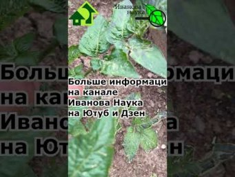 Посинели листья у томата? Без паники! Вот что надо делать! #сад #огород #дача   #иванованаука