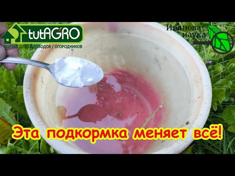 Подкормка для СЛАДКОЙ свеклы, о которой никто не знал! Больше не тратьте время на невкусную свеклу! Подкормка для СЛАДКОЙ свеклы, о которой никто не знал! Больше не тратьте время на невкусную свеклу!